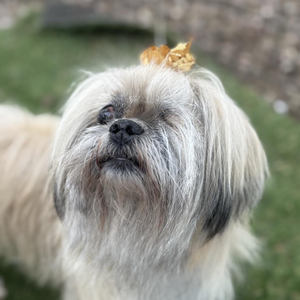 Enlarge Breezy, a Adoptable mixed breed in Phoenix, AZ image 3/6