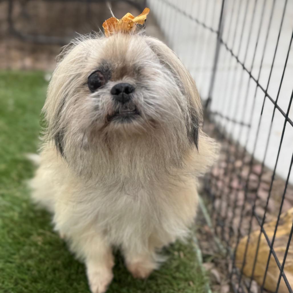 Enlarge Breezy, a Adoptable mixed breed in Phoenix, AZ image 4/6