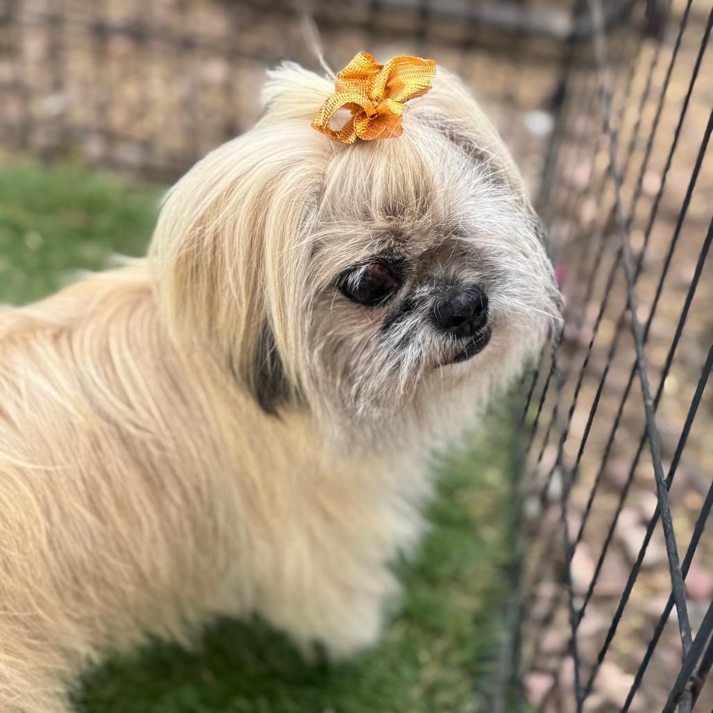 Enlarge Breezy, a Adoptable mixed breed in Phoenix, AZ image 5/6