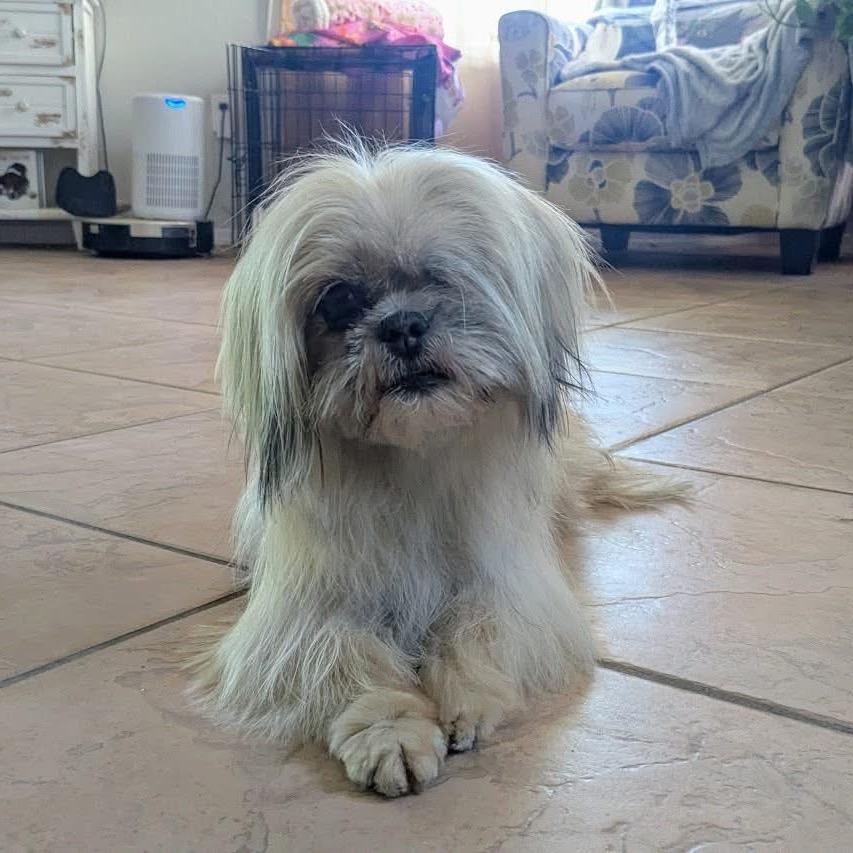 Enlarge Breezy, a Adoptable mixed breed in Phoenix, AZ image 5/6