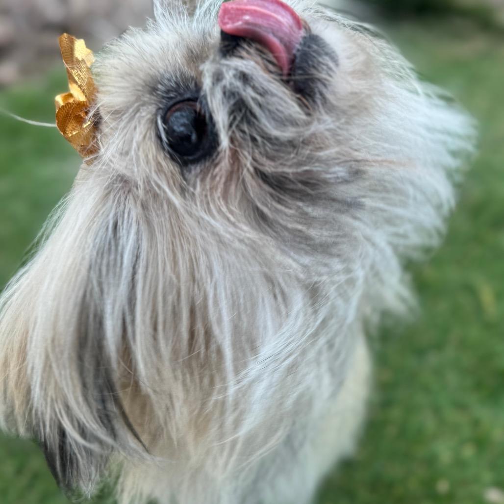 Enlarge Breezy, a Adoptable mixed breed in Phoenix, AZ image 6/6