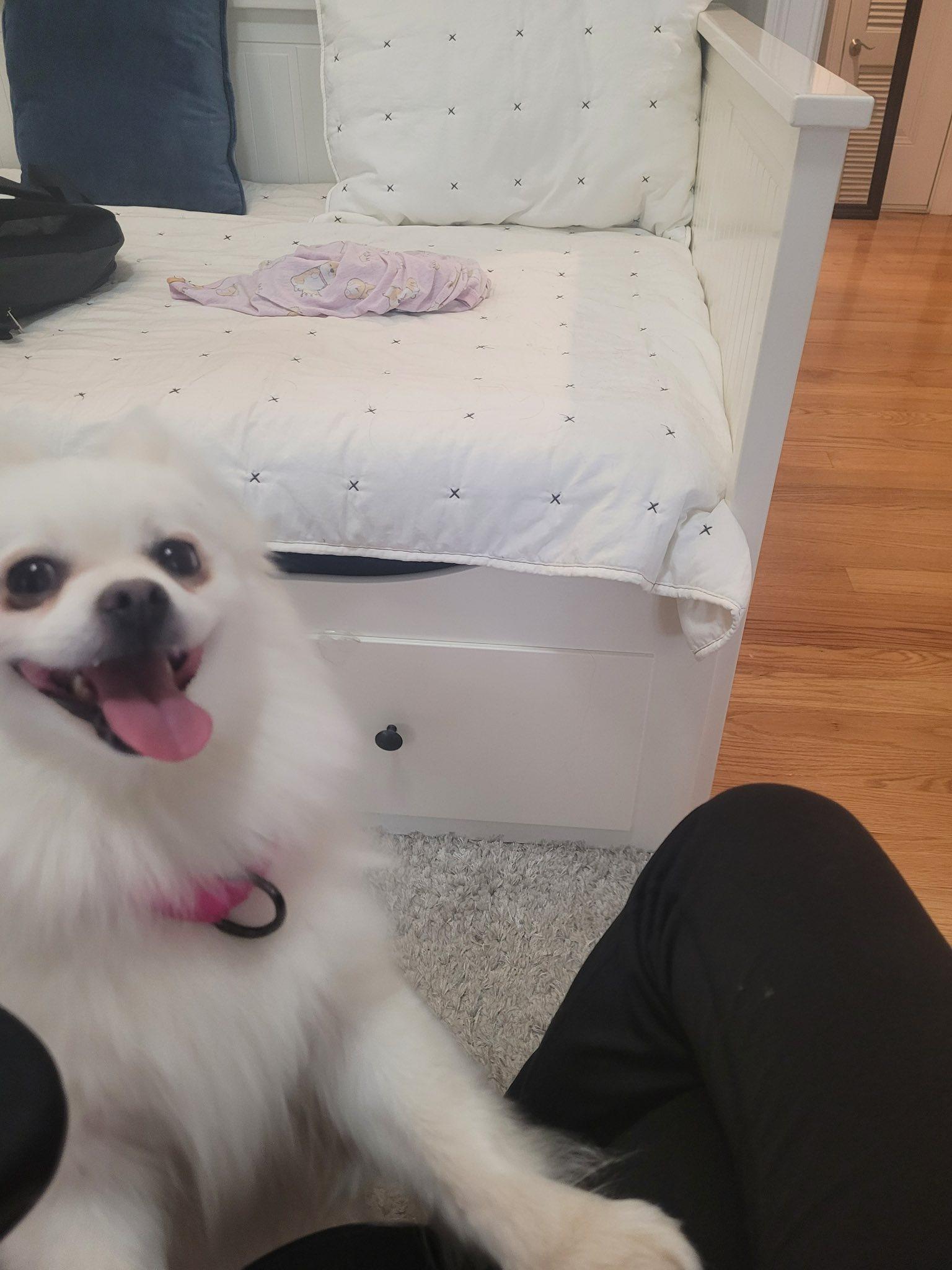 Enlarge Elsa, an adopted Pomeranian in North Dighton, MA image 2/4