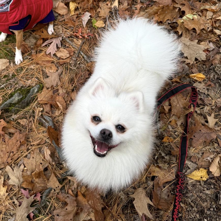 Enlarge Elsa, an adopted Pomeranian in North Dighton, MA image 1/4