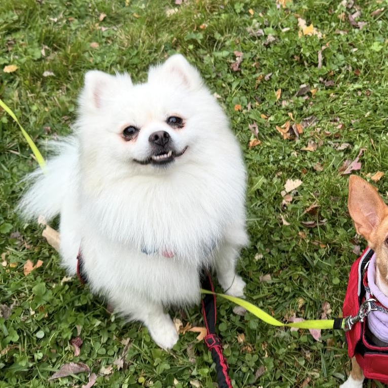 Enlarge Elsa, an adopted Pomeranian in North Dighton, MA image 3/4