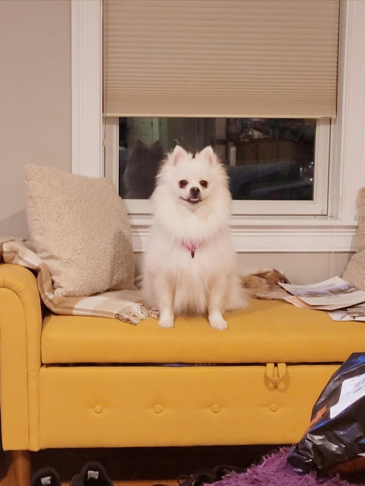 Enlarge Elsa, an adopted Pomeranian in North Dighton, MA image 4/4