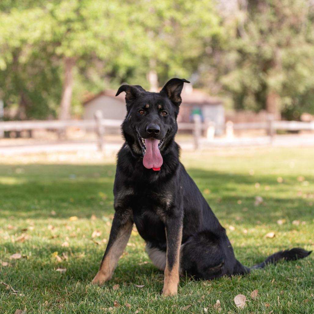 Enlarge Gunnison Toby, a Adoptable German Shepherd Dog in Lakewood, CO image 1/4