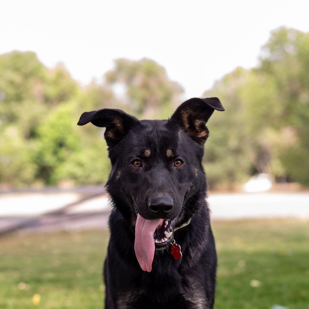 Enlarge Gunnison Toby, a Adoptable German Shepherd Dog in Lakewood, CO image 2/4
