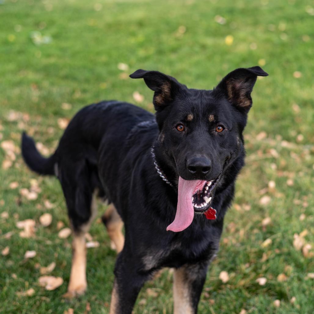 Enlarge Gunnison Toby, a Adoptable German Shepherd Dog in Lakewood, CO image 3/4