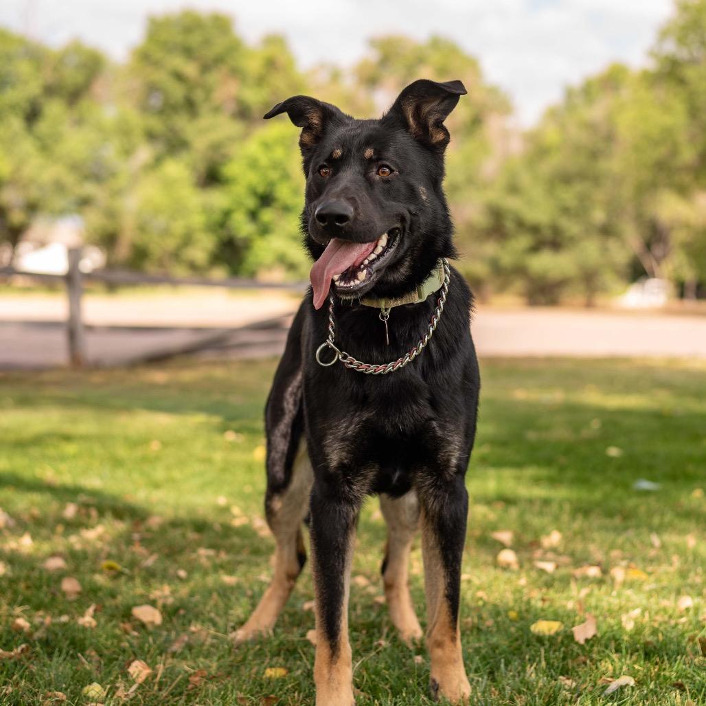 Enlarge Gunnison Toby, a Adoptable German Shepherd Dog in Lakewood, CO image 4/4
