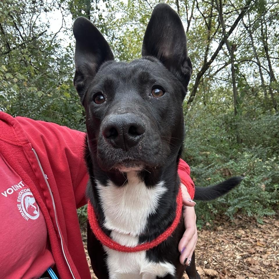 Keaton, Adoptable, Adult Male Shepherd & Black Labrador Retriever.