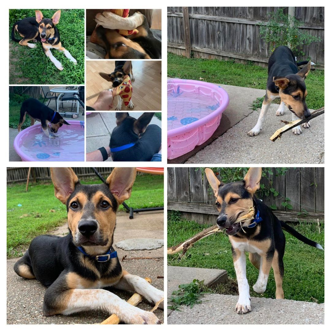Ruckus, Adopted, Puppy Male German Shepherd Dog & Australian Cattle Dog / Blue Heeler.