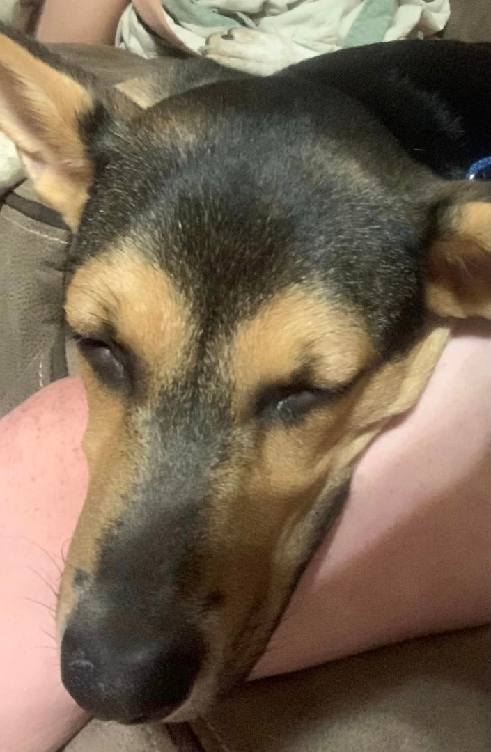 Ruckus, a Adopted mixed breed in Plattsmouth, NE image 2/6