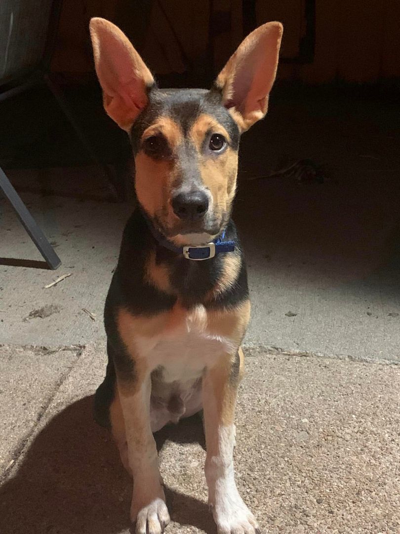 Ruckus, a Adopted mixed breed in Plattsmouth, NE image 3/6