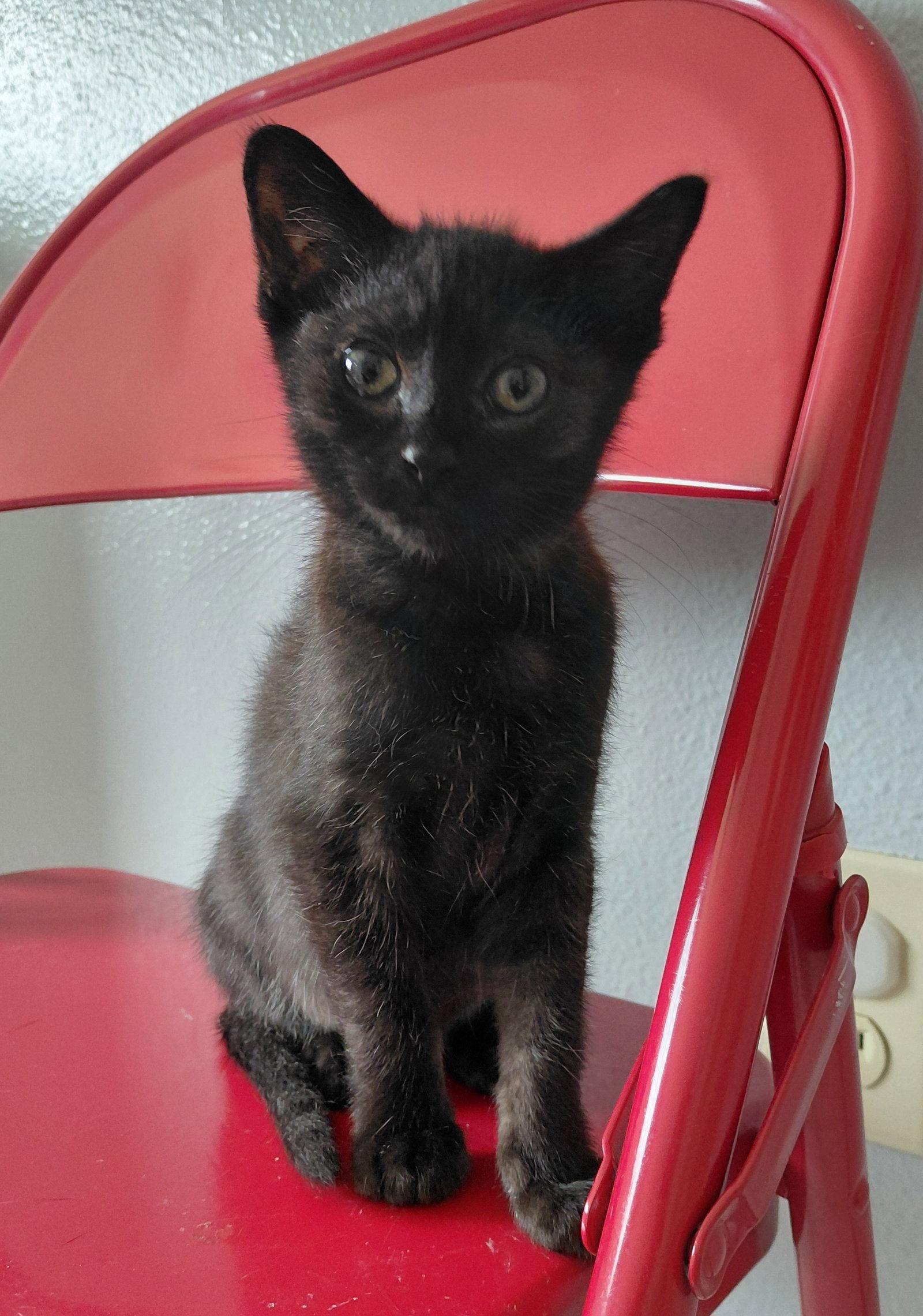 Vienna, Adoptable, Kitten Female Domestic Short Hair.