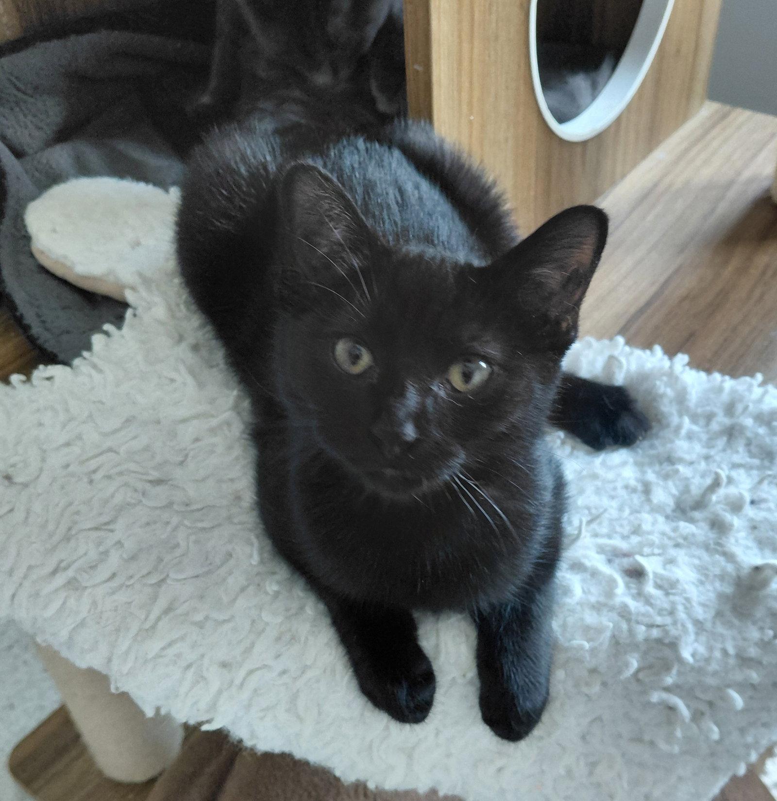 Enlarge Vienna, a Adoptable Domestic Short Hair in Montello, WI image 2/3