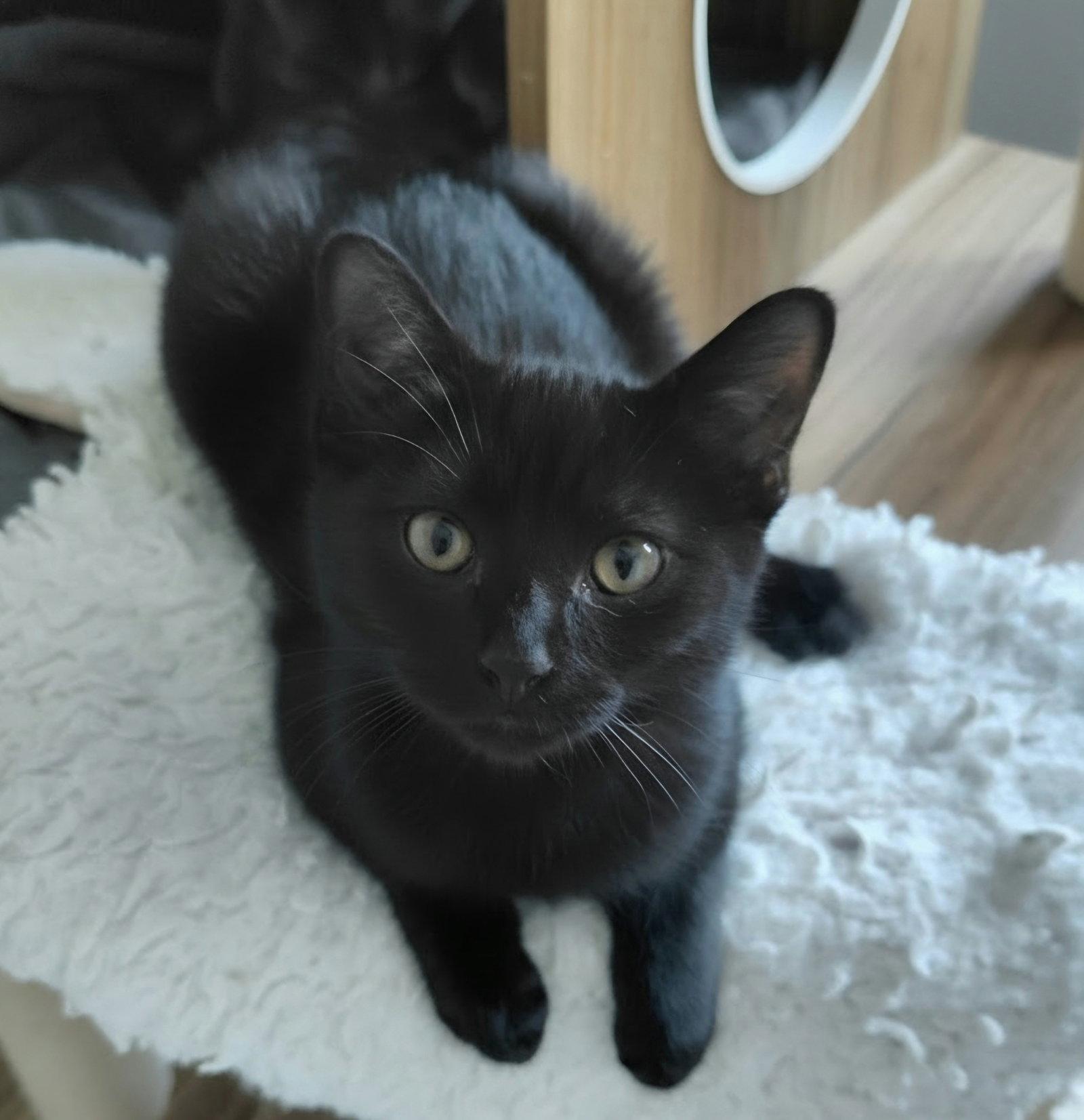 Enlarge Vienna, a Adoptable Domestic Short Hair in Montello, WI image 2/3