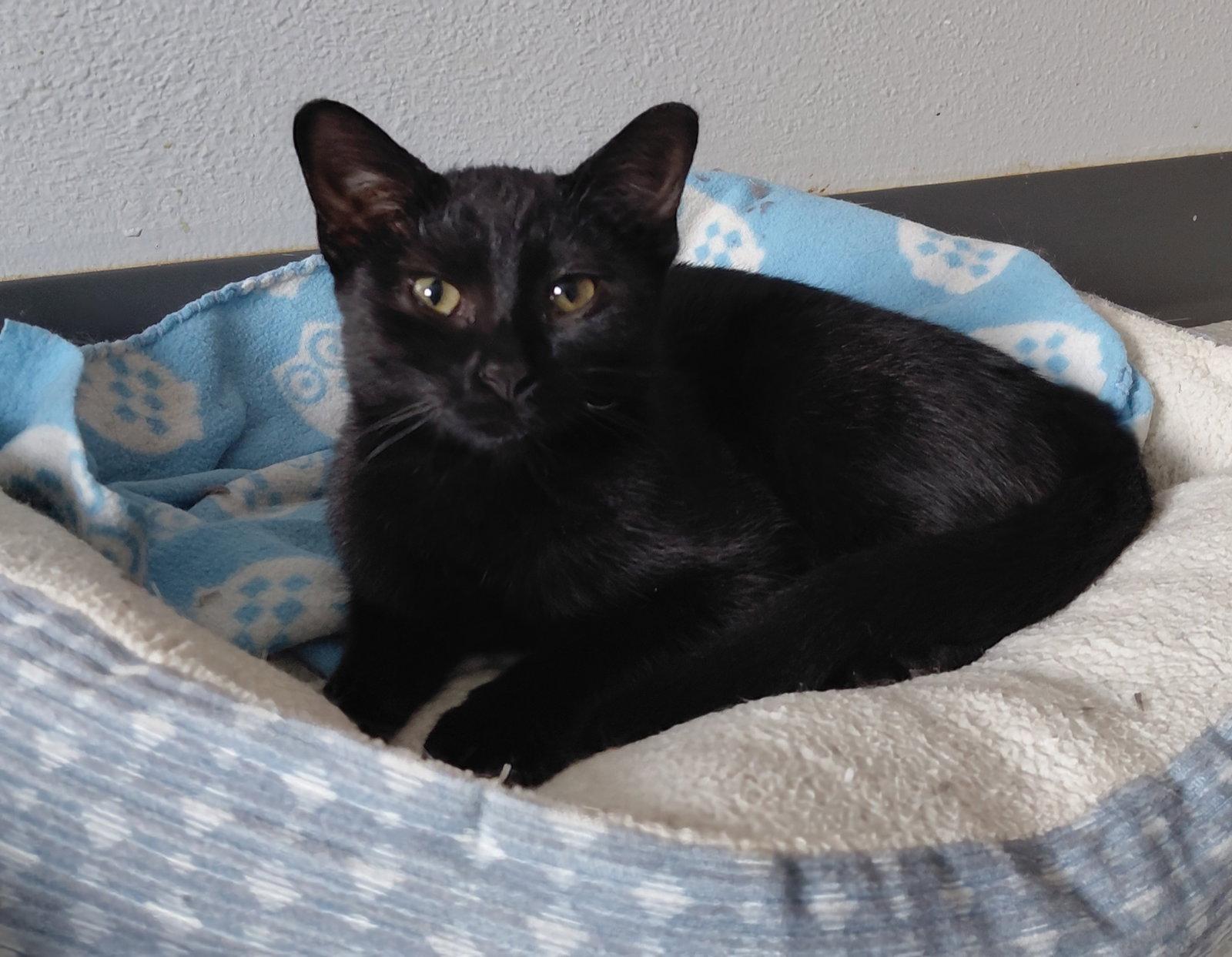 Enlarge Vienna, a Adoptable Domestic Short Hair in Montello, WI image 3/3