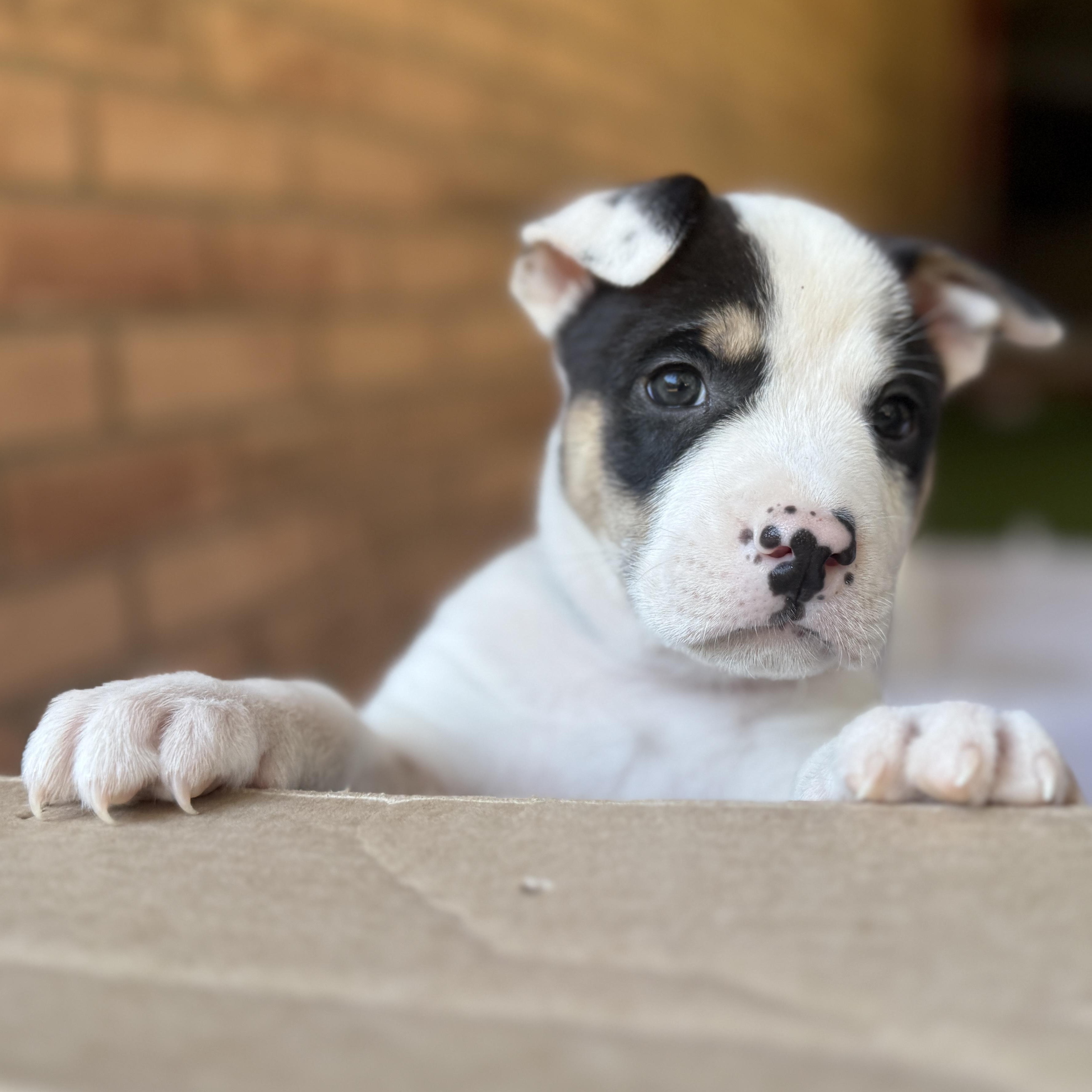 Enlarge Donner, a Adoptable mixed breed in Deltona, FL image 3/6
