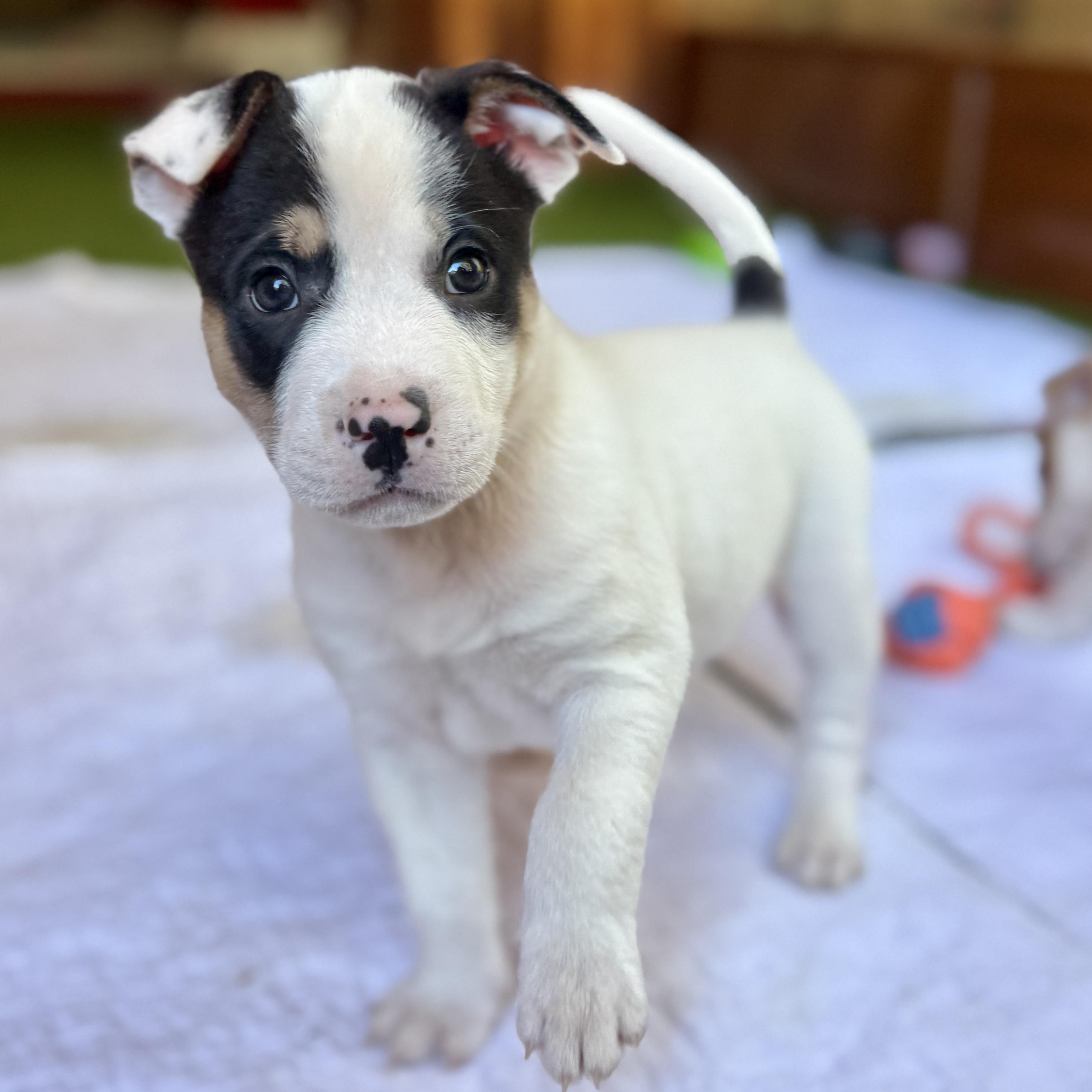 Enlarge Donner, a Adoptable mixed breed in Deltona, FL image 2/6