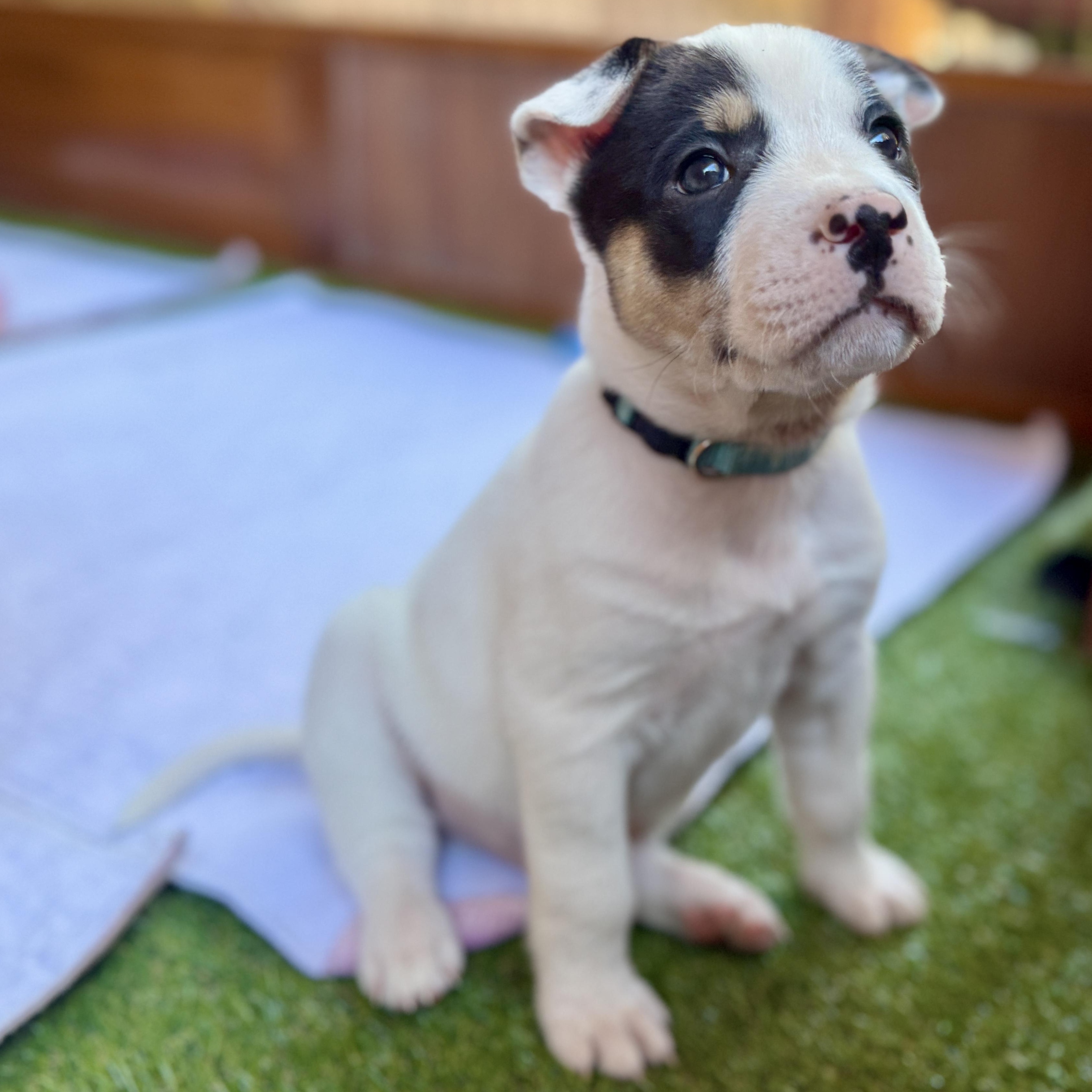Enlarge Donner, a Adoptable mixed breed in Deltona, FL image 6/6