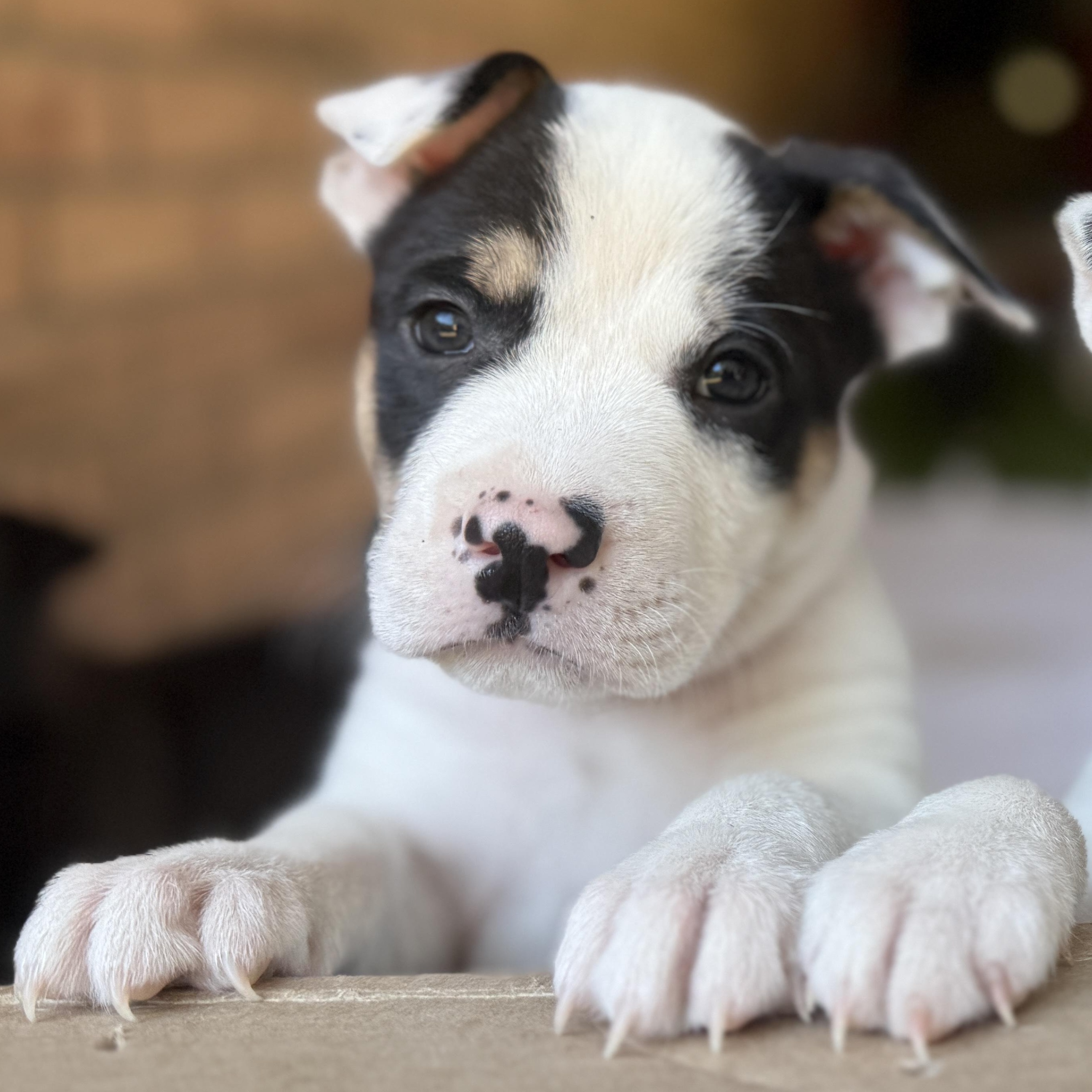Enlarge Donner, a Adoptable mixed breed in Deltona, FL image 1/6