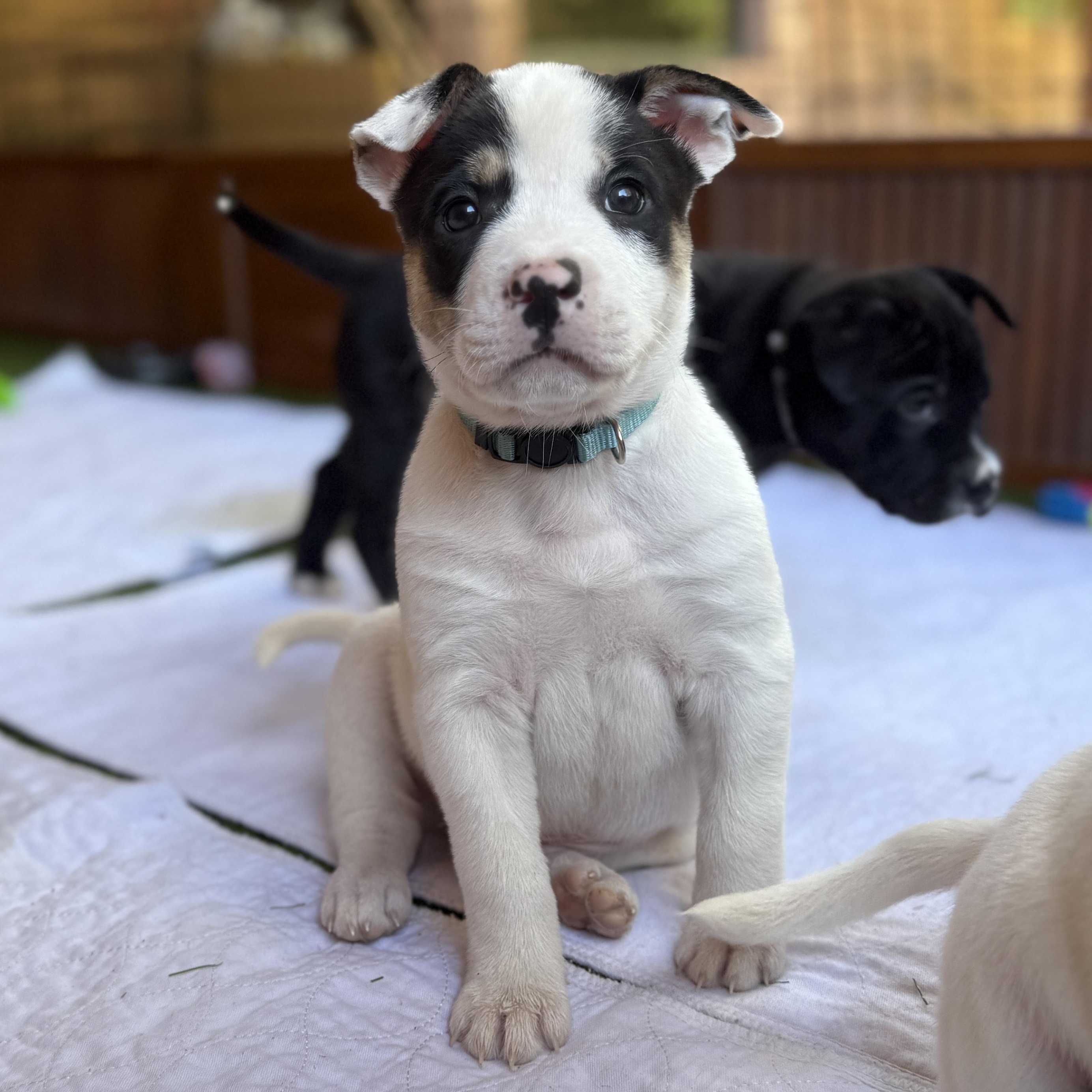 Enlarge Donner, a Adoptable mixed breed in Deltona, FL image 4/6