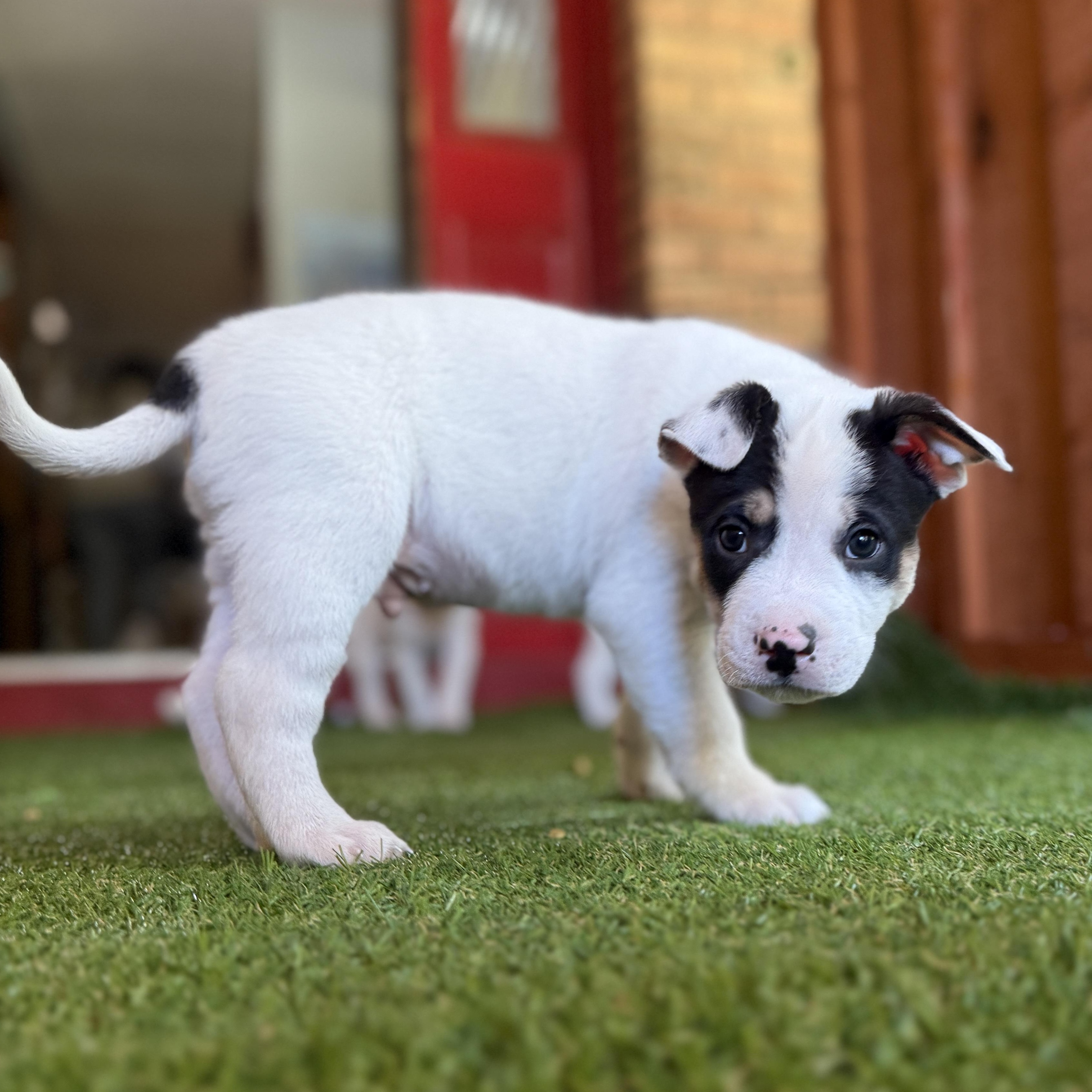 Enlarge Donner, a Adoptable mixed breed in Deltona, FL image 5/6