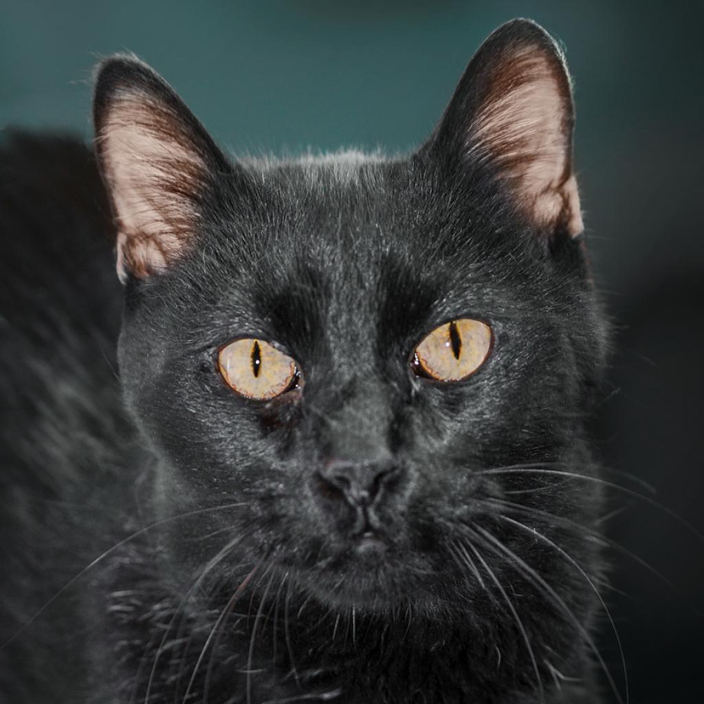 Sirius, a Adoptable Domestic Medium Hair in Morrison, CO image 4/4