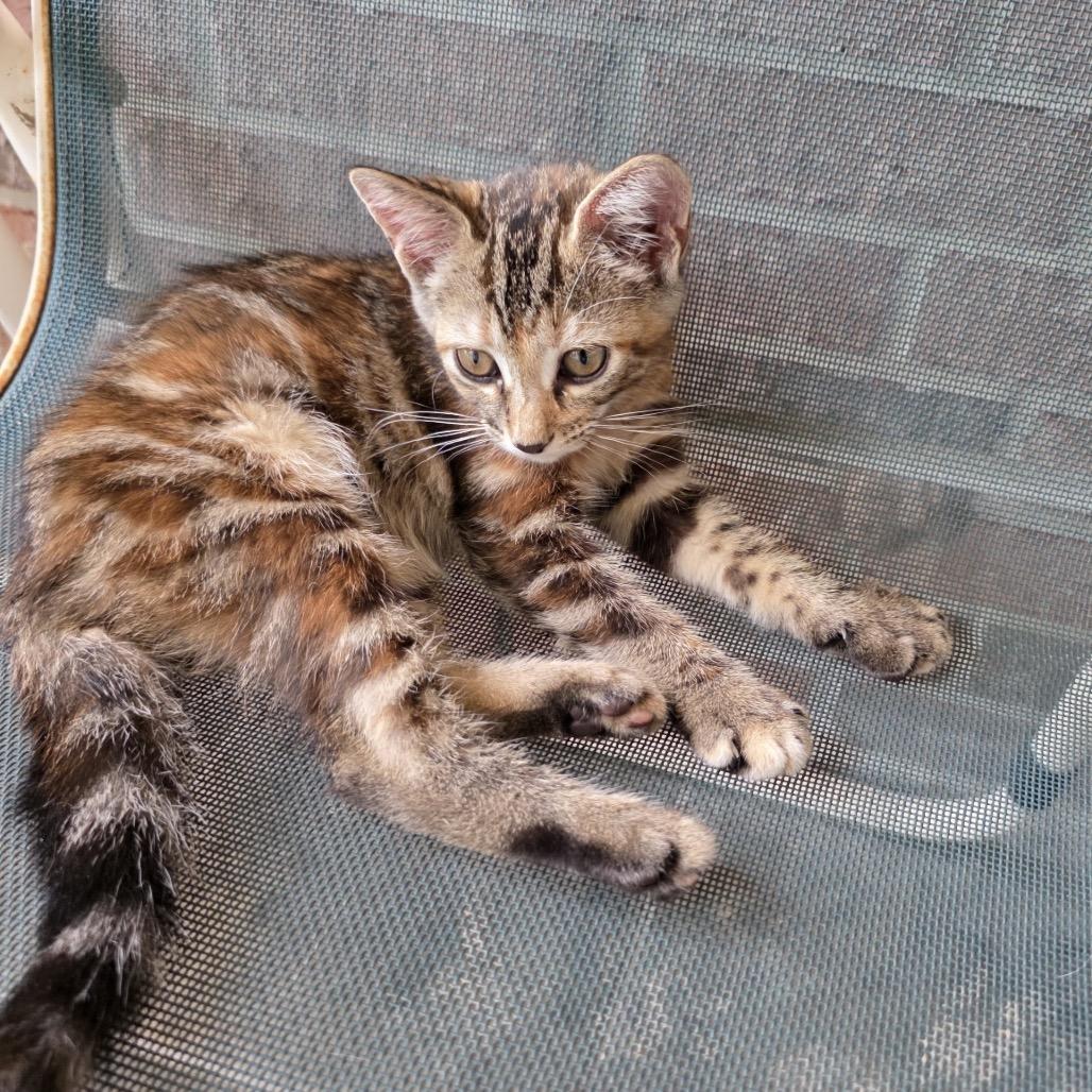 Enlarge Lucky, a Adoptable Domestic Short Hair in Missouri City, TX image 1/1