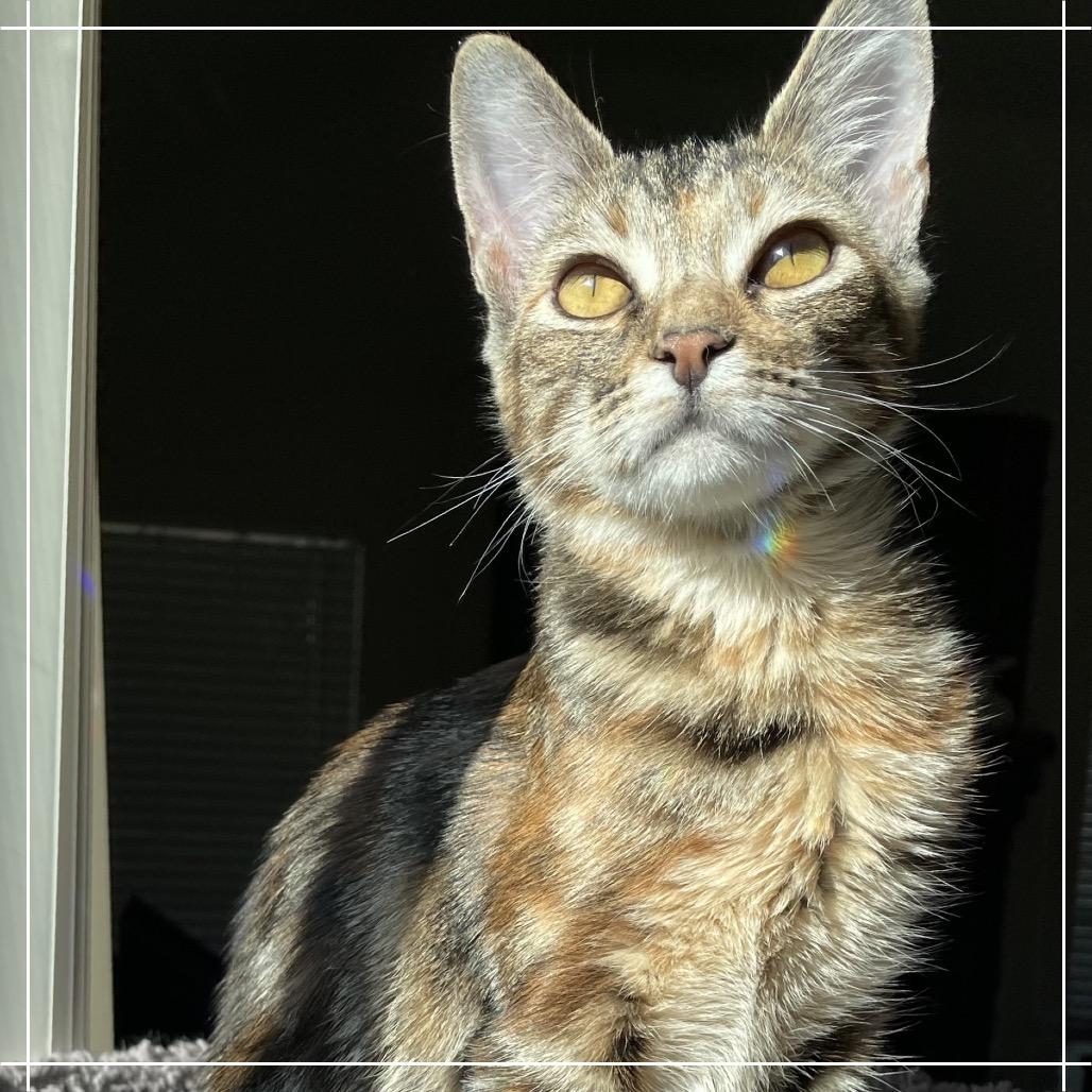 Enlarge Sienna, a Adoptable Domestic Short Hair in Missouri City, TX image 2/6