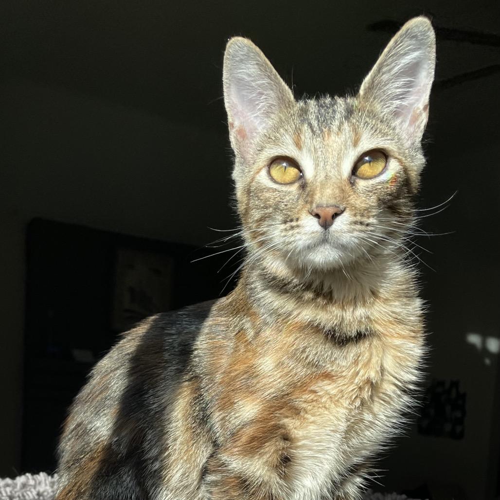 Enlarge Sienna, a Adoptable Domestic Short Hair in Missouri City, TX image 3/6