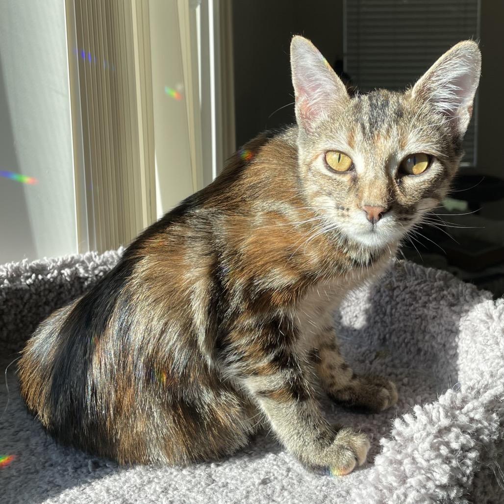 Enlarge Sienna, a Adoptable Domestic Short Hair in Missouri City, TX image 4/6