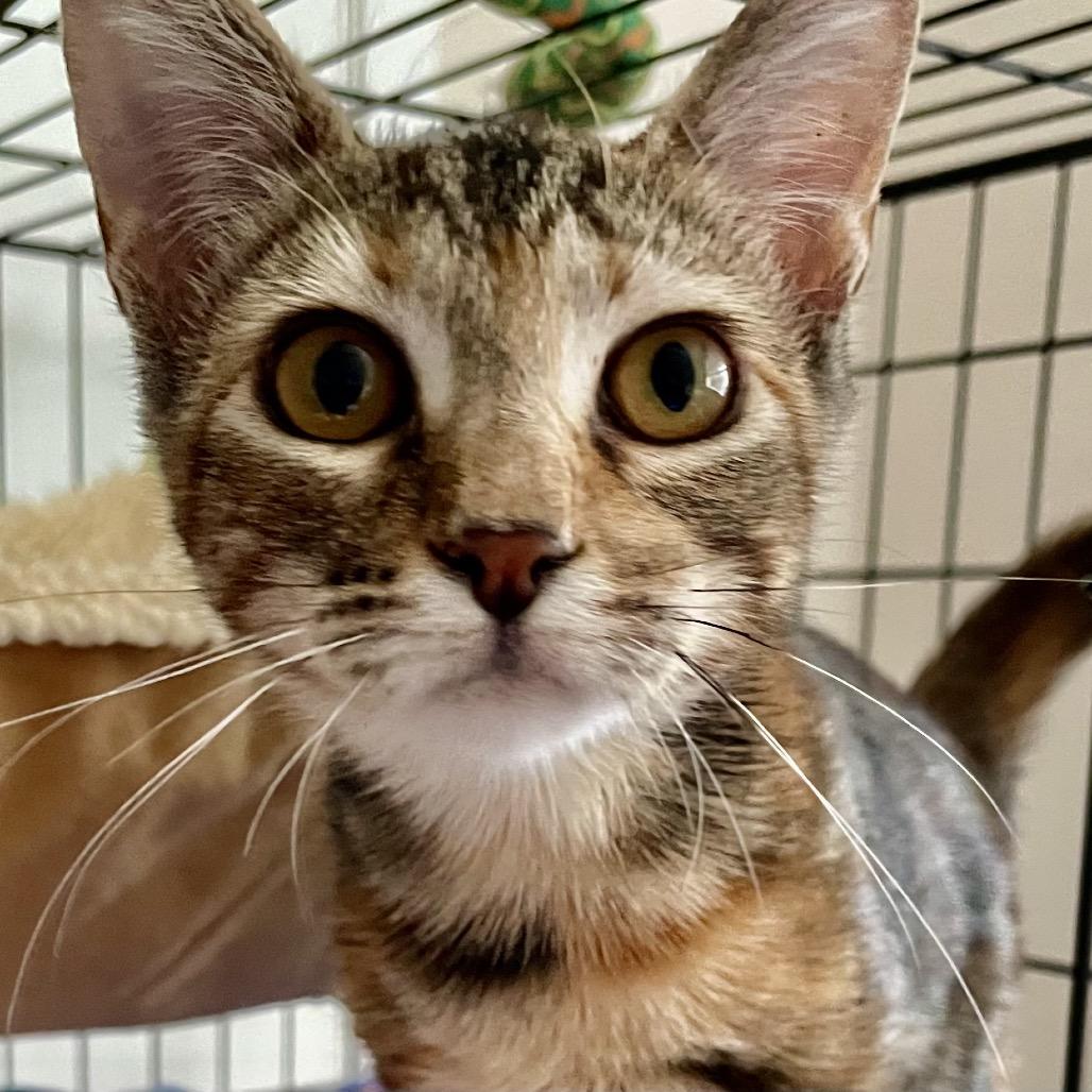Enlarge Sienna, a Adoptable Domestic Short Hair in Missouri City, TX image 5/6