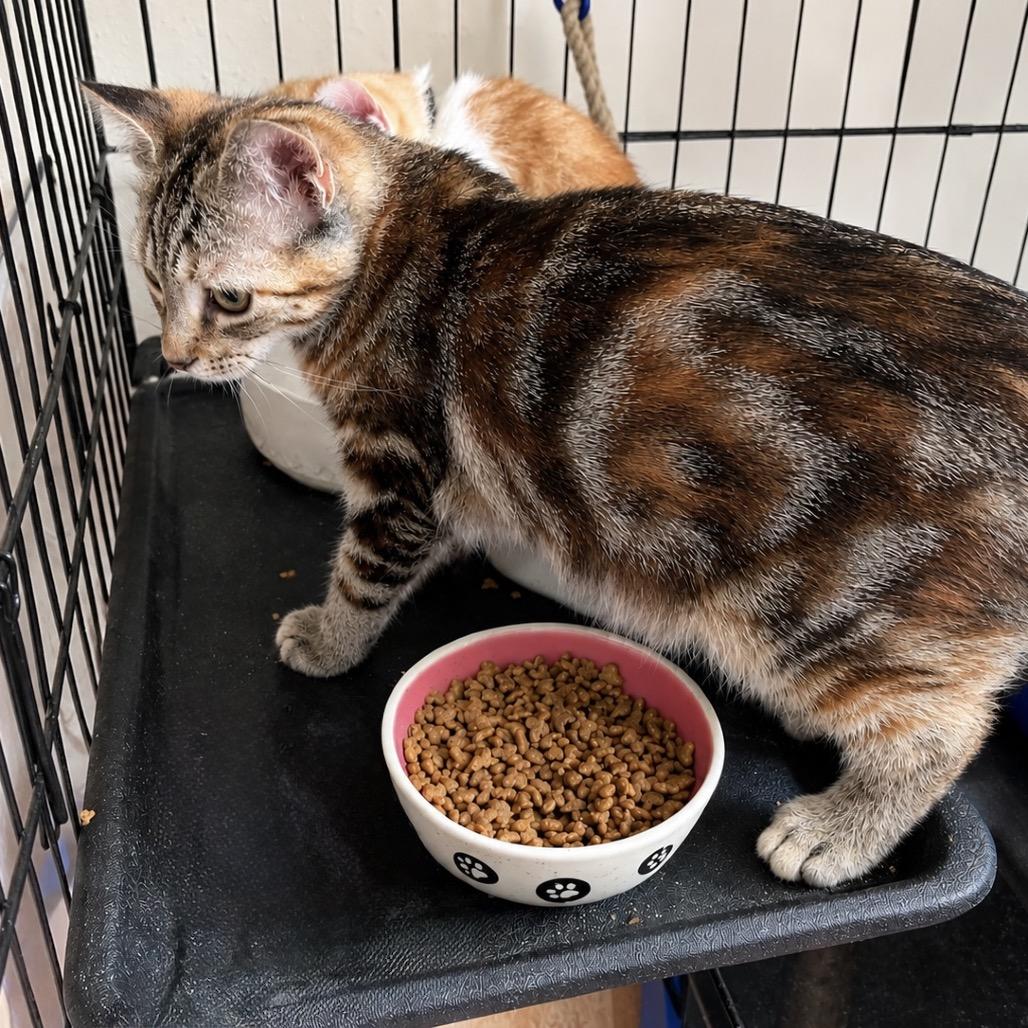 Enlarge Sienna, a Adoptable Domestic Short Hair in Missouri City, TX image 6/6