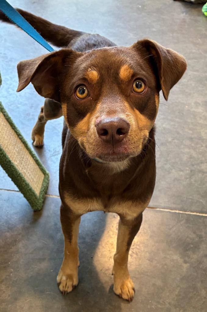 Bojangles, Adoptable, Young Male Australian Kelpie & Miniature Pinscher.