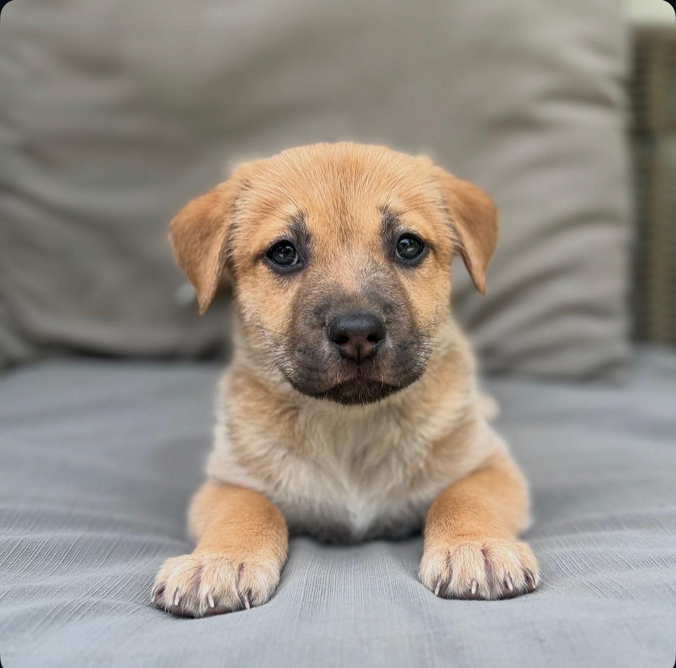 Izaak, ADOPTABLE, Puppy Male Labrador Retriever & Husky.