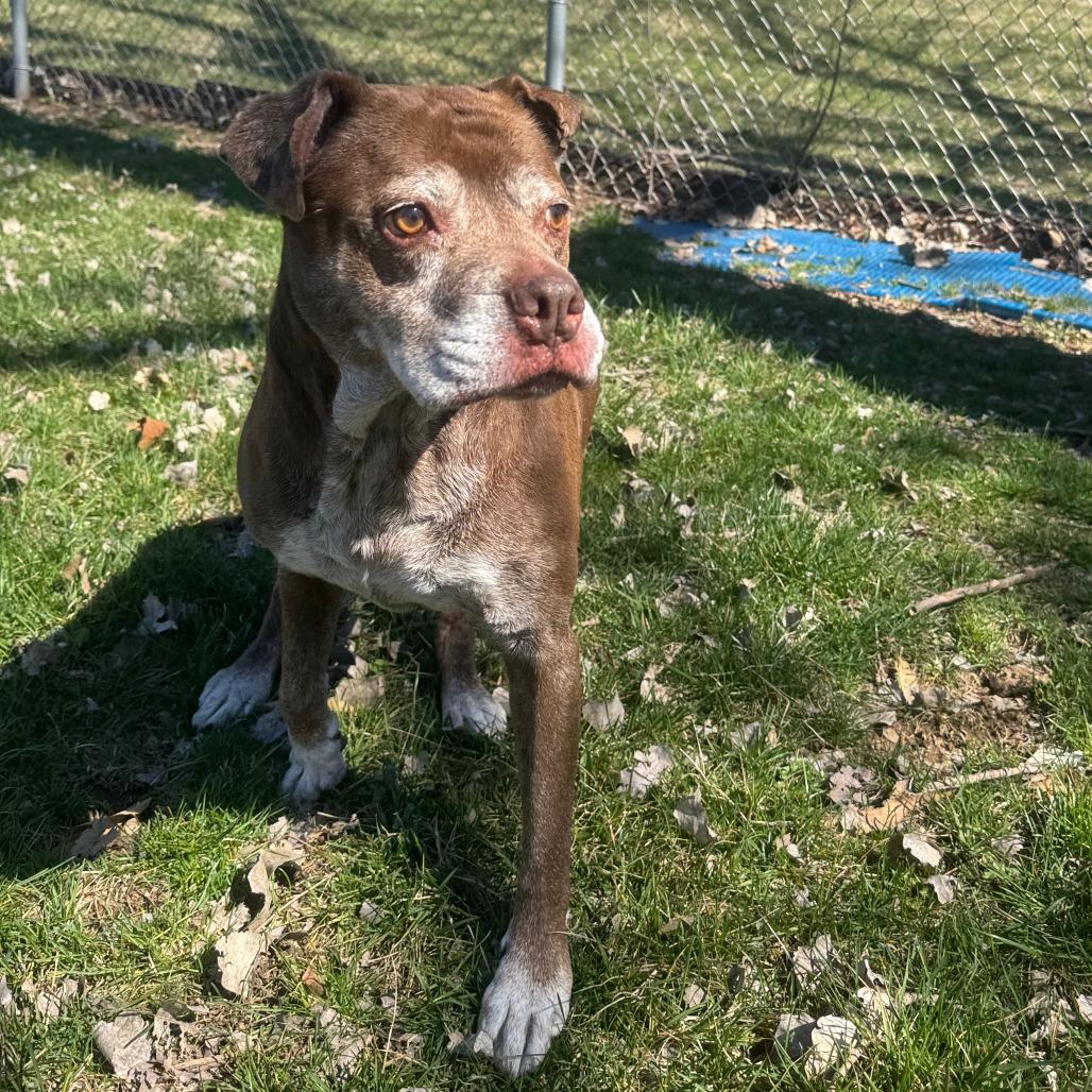 Enlarge Sophie, a ADOPTABLE mixed breed in Kansas City, KS image 2/2