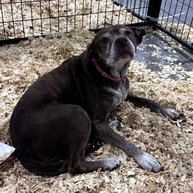 Enlarge Sophie, a ADOPTABLE mixed breed in Kansas City, KS image 1/1