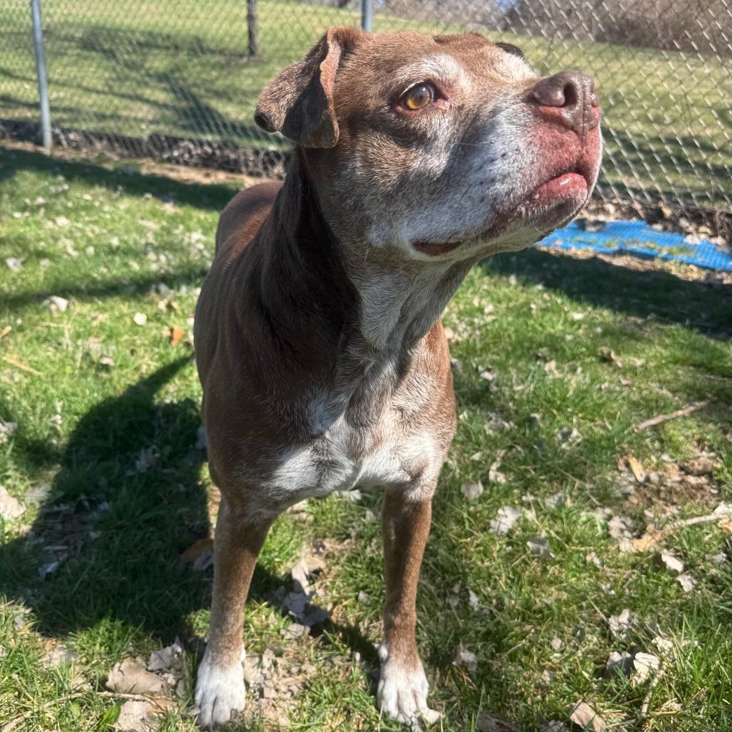 Enlarge Sophie, a ADOPTABLE mixed breed in Kansas City, KS image 1/2