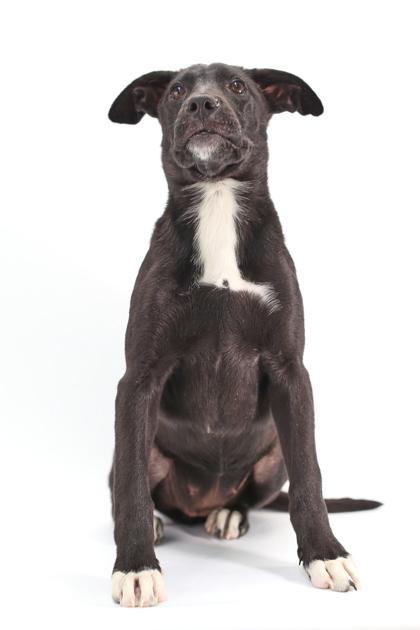 Millie, Adoptable, Puppy Female Labrador Retriever & Mixed Breed.