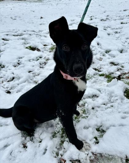 Millie, a Adoptable mixed breed in Morton Grove, IL image 2/3