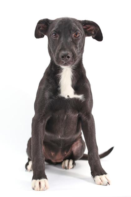 Millie, a Adoptable mixed breed in Morton Grove, IL image 3/3