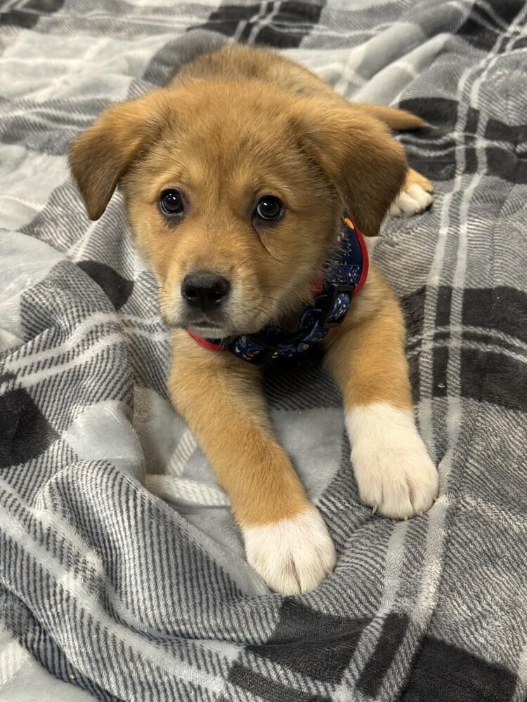 Diego, adopted, Puppy Male Labrador Retriever & German Shepherd Dog.