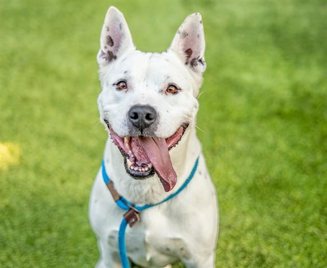 SNOWBALL, Adoptable, Adult Male Dogo Argentino & Australian Cattle Dog / Blue Heeler.