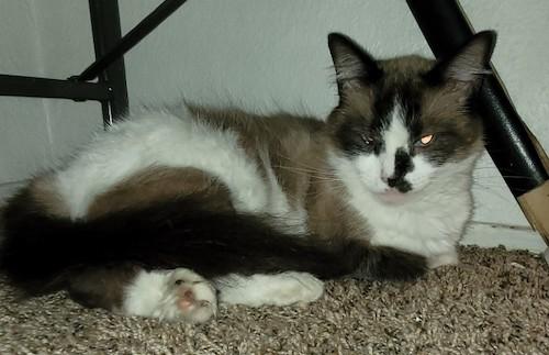 Enlarge (CPs) Snow/Choc Meezers, a Adoptable mixed breed in North Highlands, CA image 1/2