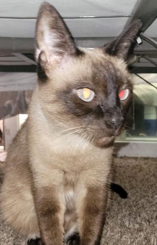 Enlarge (CPs) Snow/Choc Meezers, a Adoptable mixed breed in North Highlands, CA image 2/2