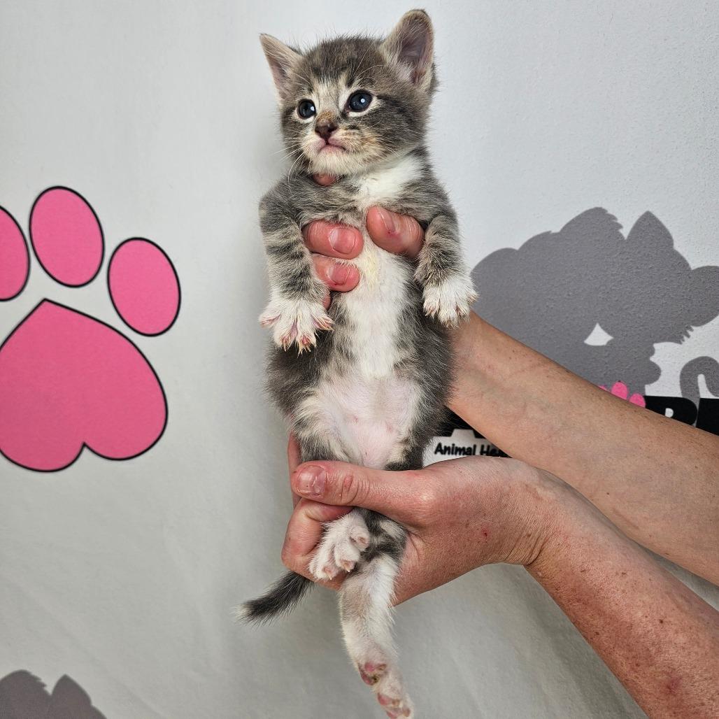 Boone, Adoptable, Kitten Male American Shorthair & Domestic Short Hair.
