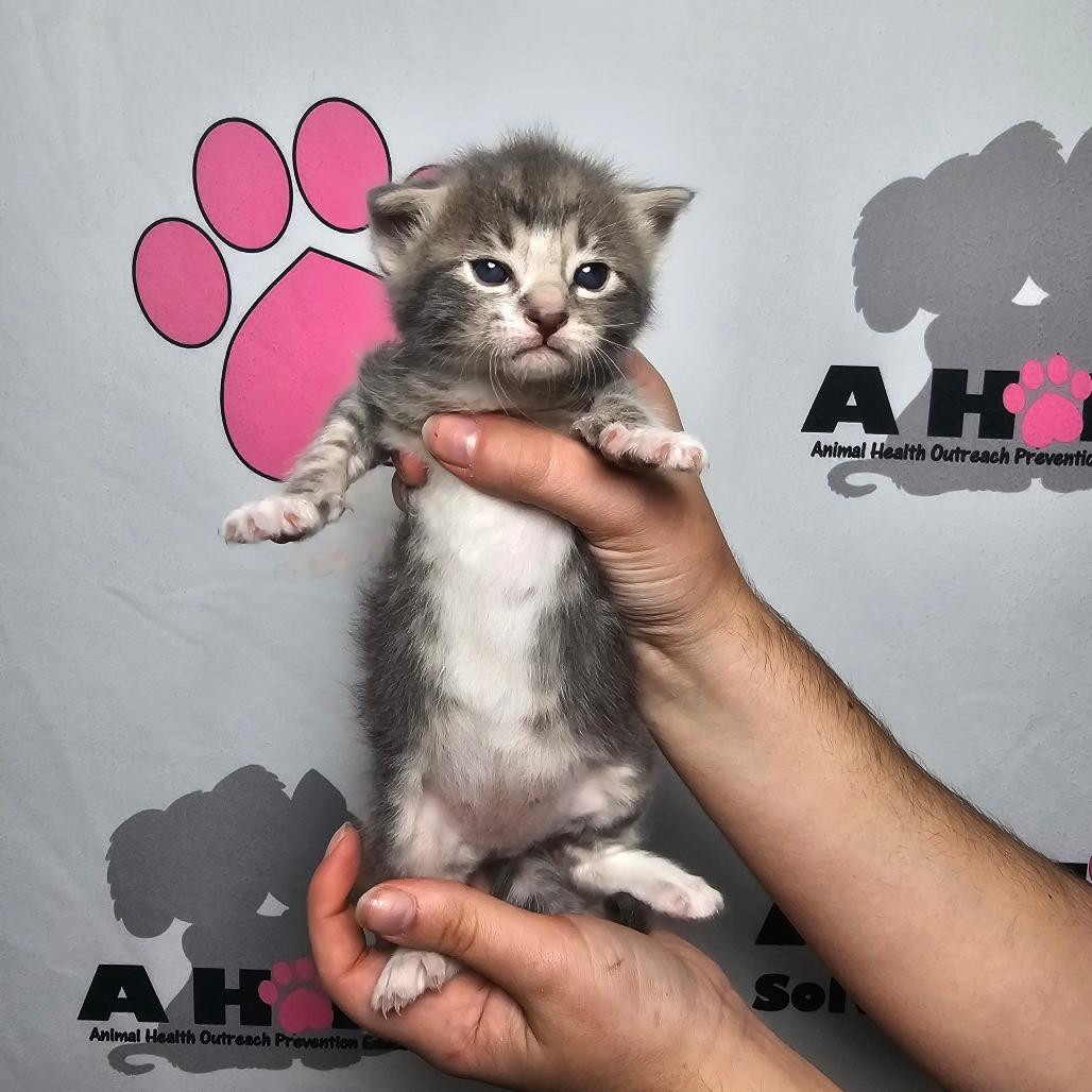 Boone, Adoptable, Kitten Male American Shorthair & Domestic Short Hair.