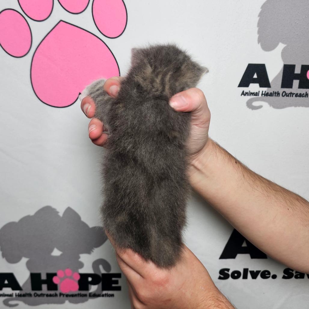 Enlarge Boone, a Adoptable mixed breed in Milton, FL image 2/2