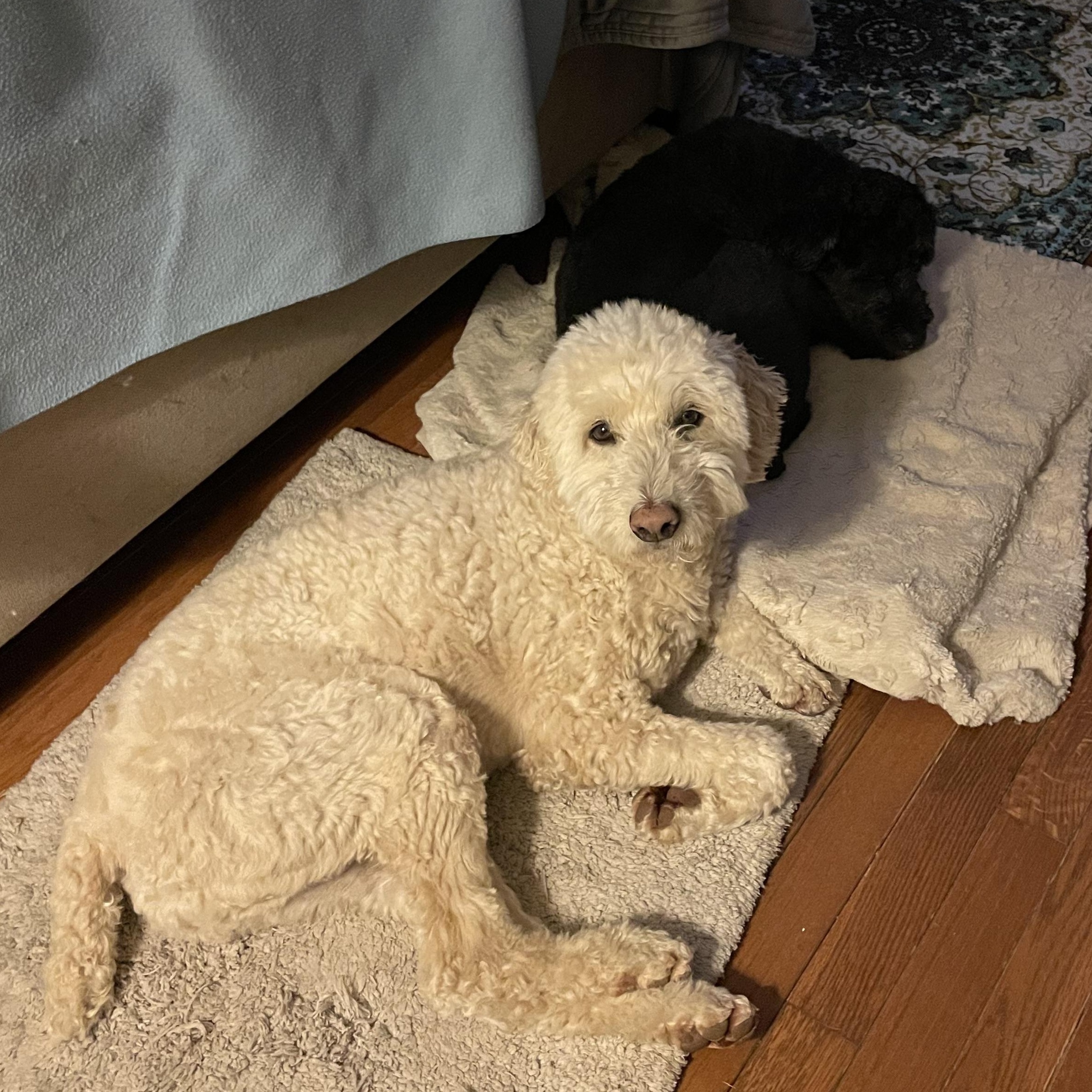 Enlarge Bagel/Snoopy- Courtesy Posting for Bonded Pair, a Adoptable mixed breed in Sudbury, MA image 5/6
